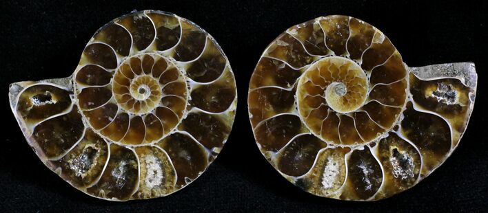 Small Desmoceras Ammonite Pair - #27900